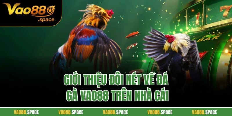 Giới thiệu đôi nét về Đá Gà Vao88 trên nhà cái